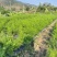天门冬7斤袋，大量低价出售