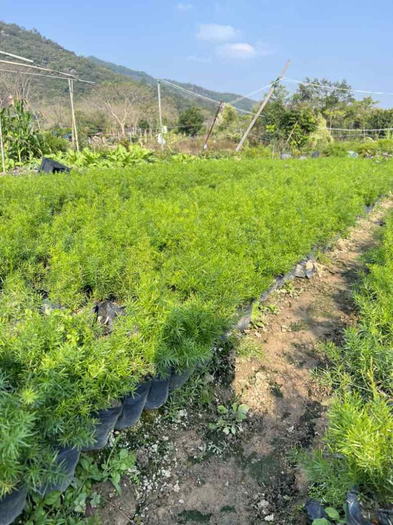 天门冬7斤袋，大量低价出售