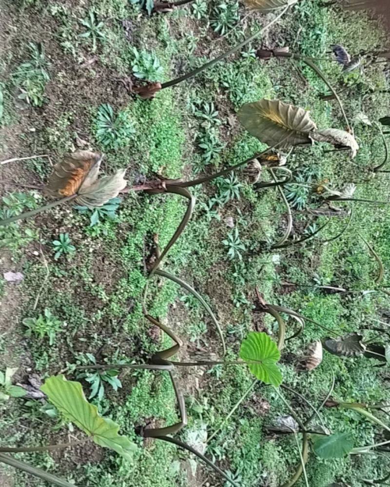 芋头红芽，白芽都有大1，5，中1块，小0，70