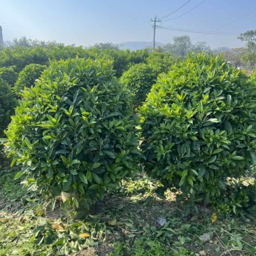 非洲茉莉