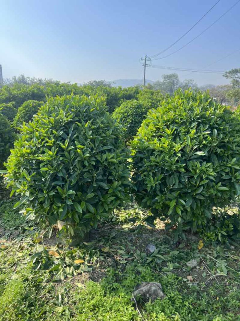 非洲茉莉