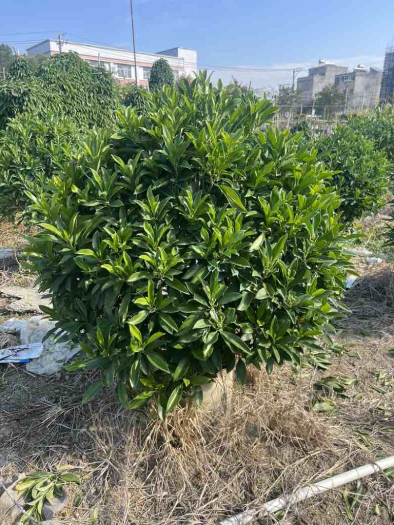 非洲茉莉