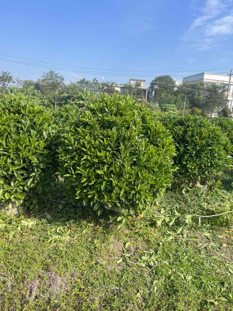 非洲茉莉