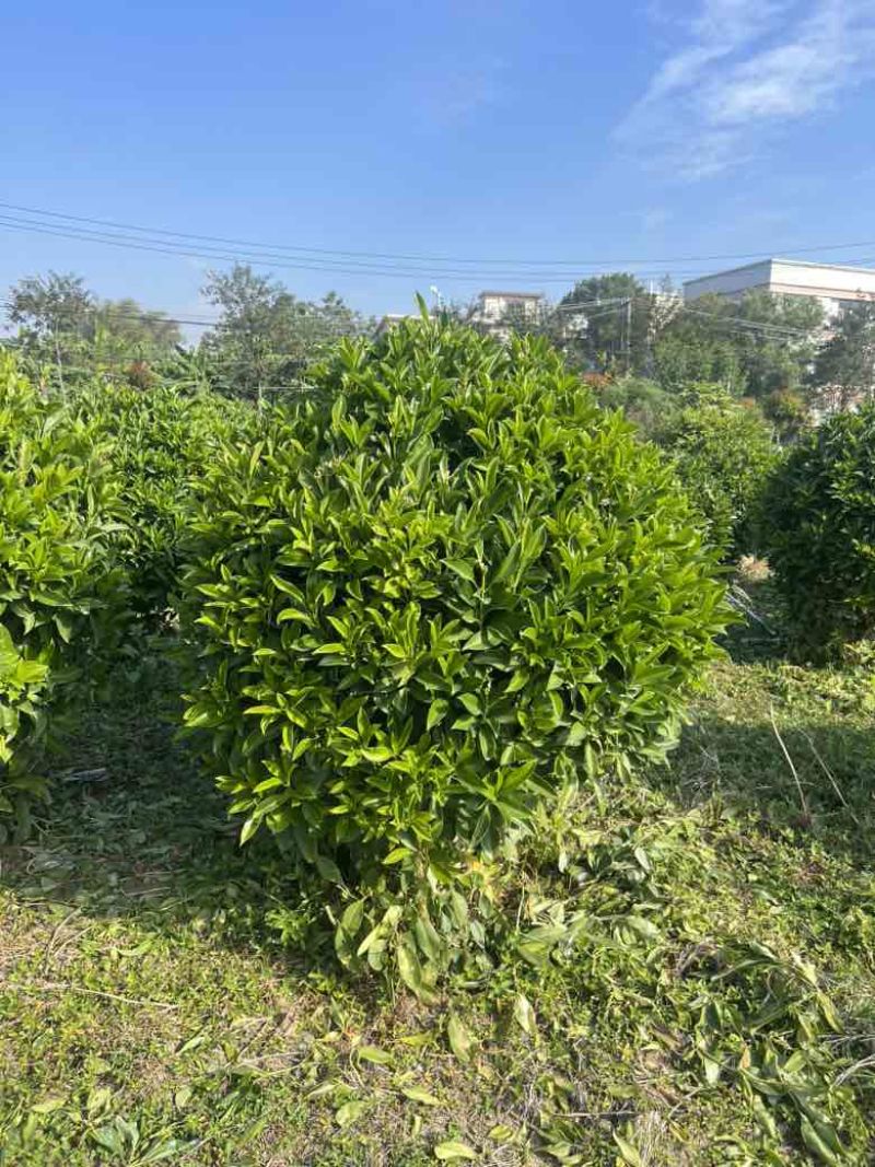 非洲茉莉