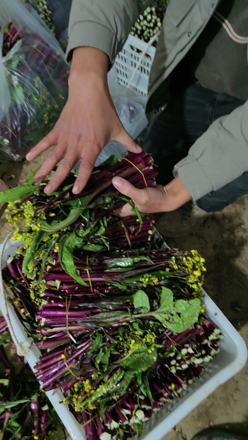 贵州高山红菜苔自己的种植基地