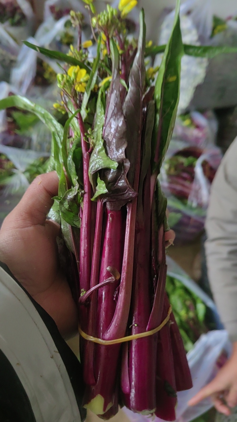 贵州高山红菜苔自己的种植基地