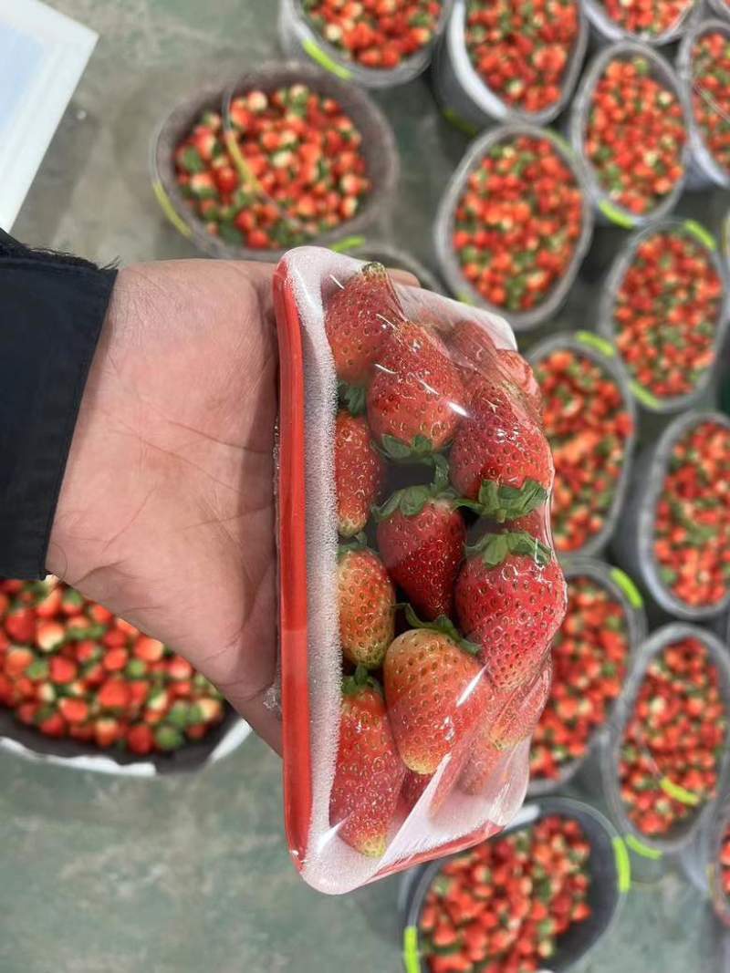 安徽阜阳闻集天仙醉草莓大量上市