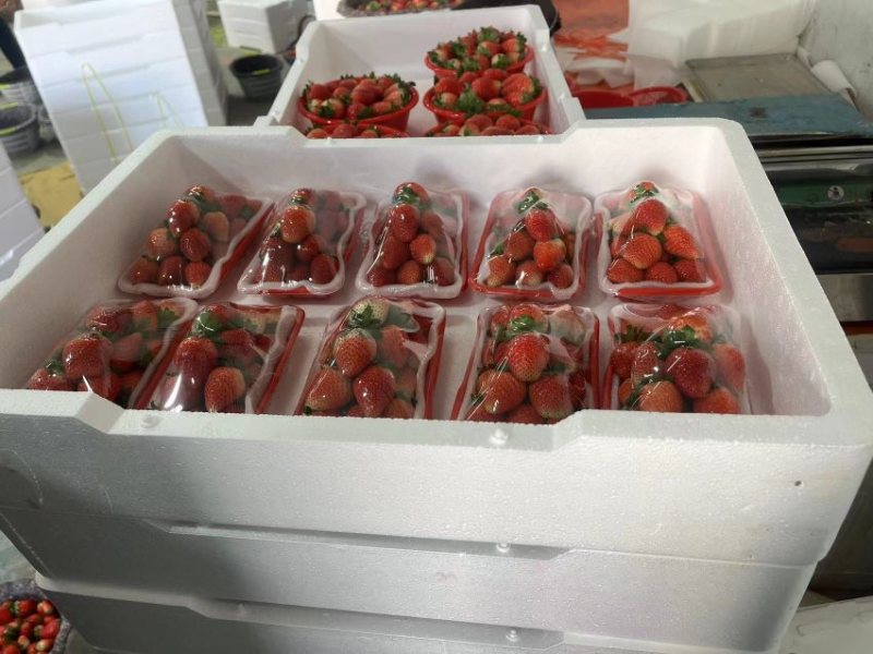 安徽阜阳闻集天仙醉草莓大量上市
