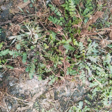 野菜