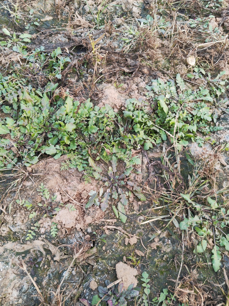 野菜