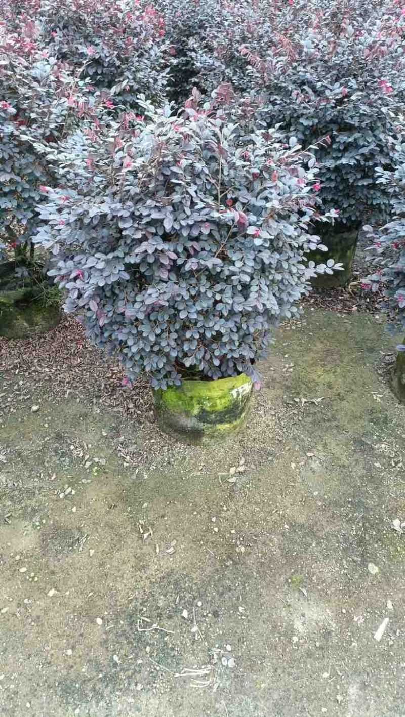 红花继木40-180，大量低价出售