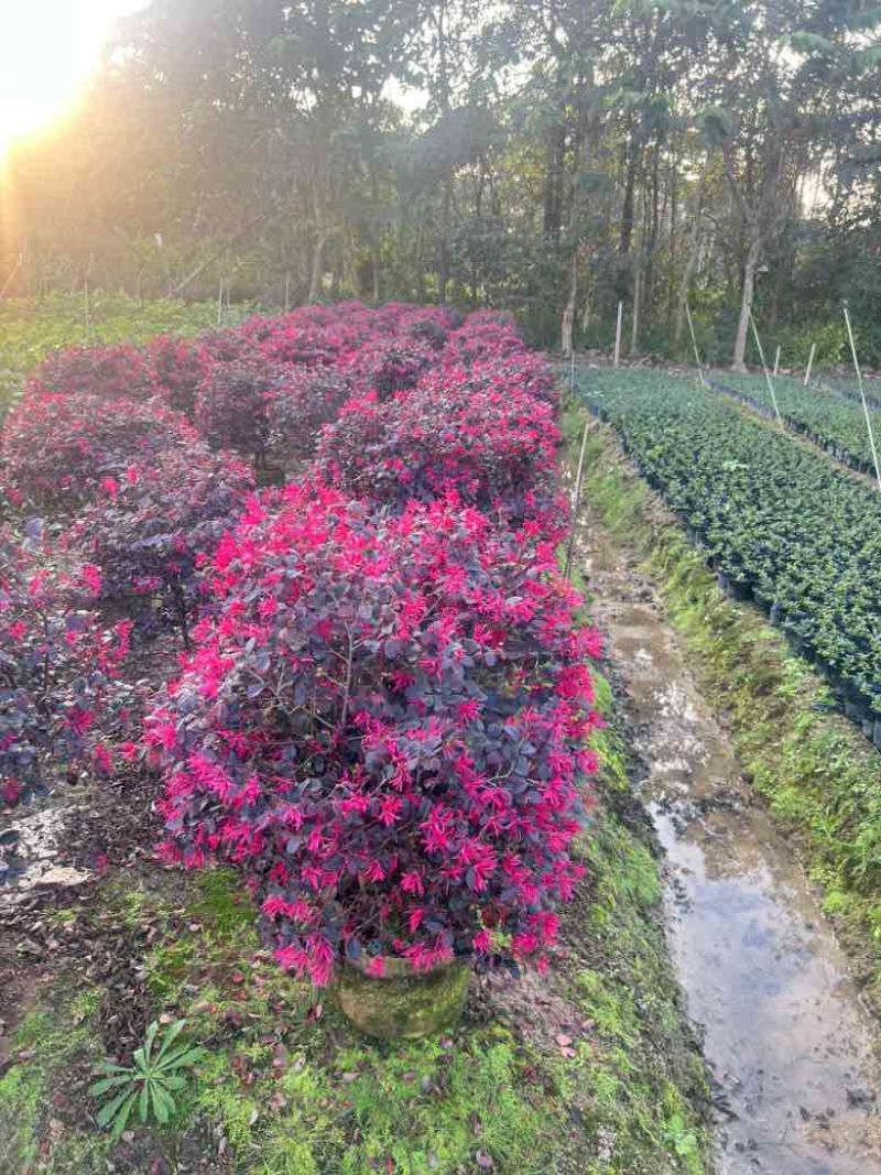 红花继木40-180，大量低价出售