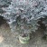红花继木40-180，大量低价出售