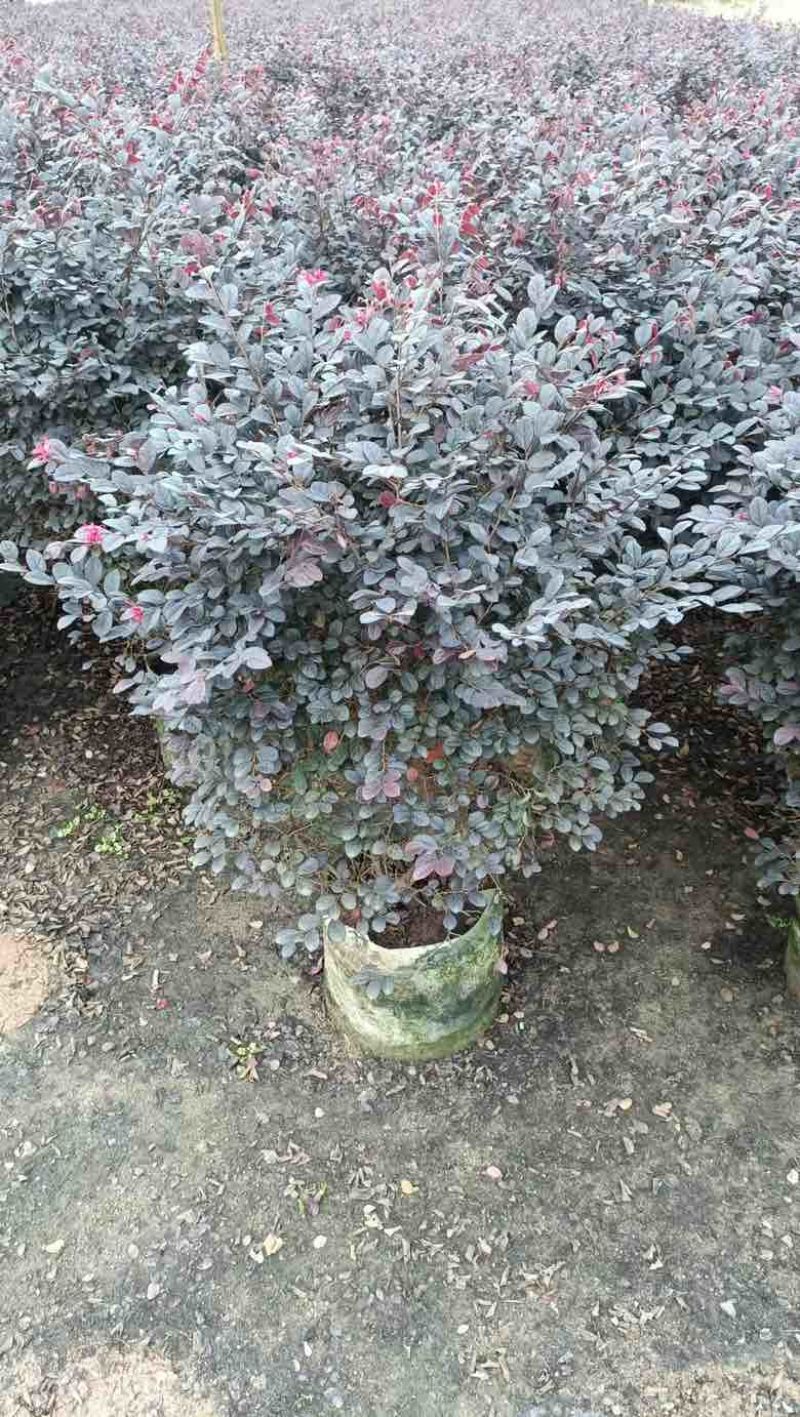 红花继木40-180，大量低价出售