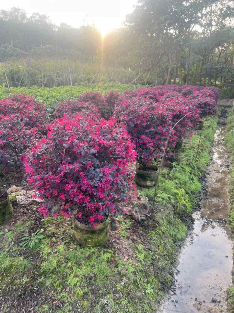 红花继木40-180，大量低价出售
