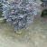 红花继木40-180，大量低价出售