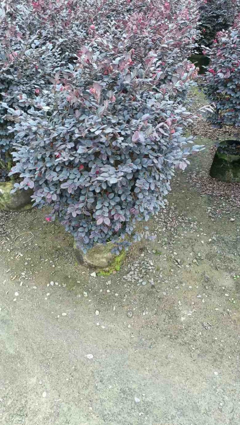 红花继木40-180，大量低价出售