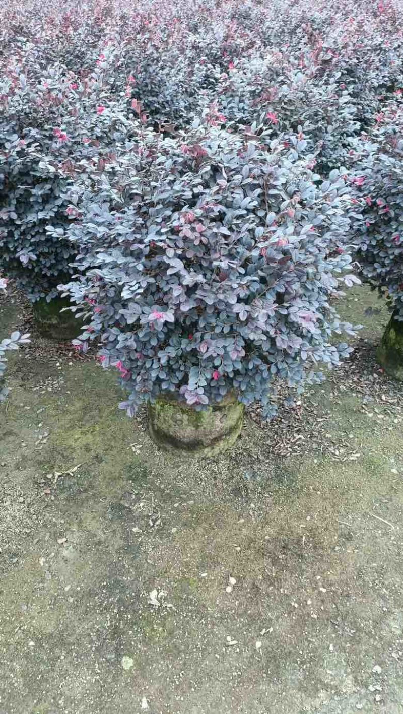 红花继木40-180，大量低价出售