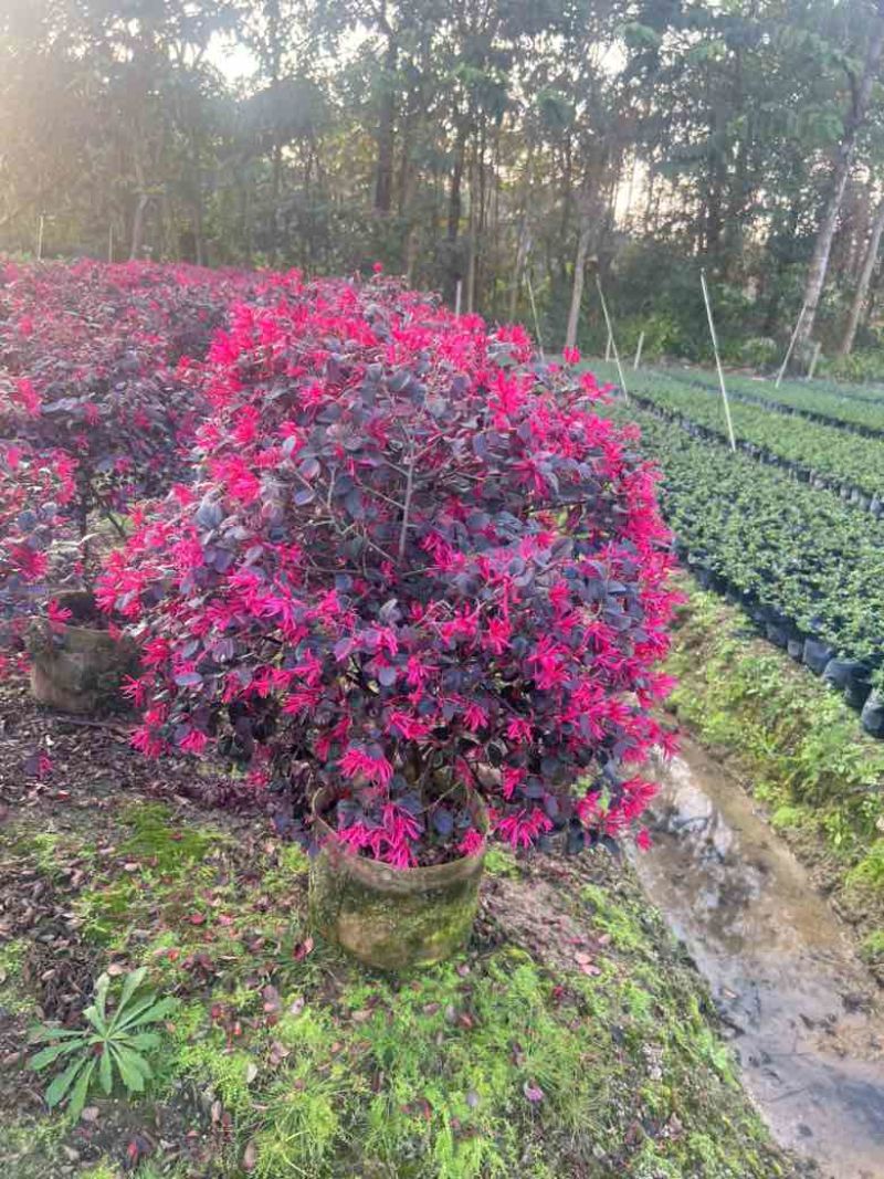 红花继木40-180，大量低价出售