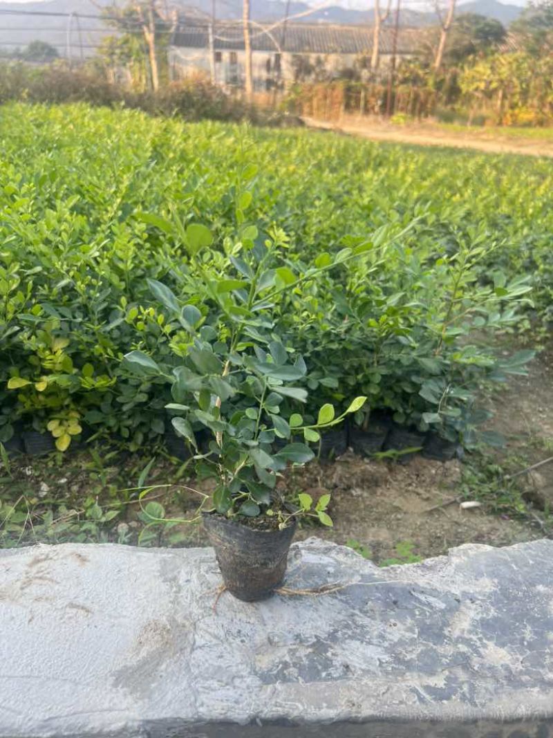 九里香各种规格，大量低价出售