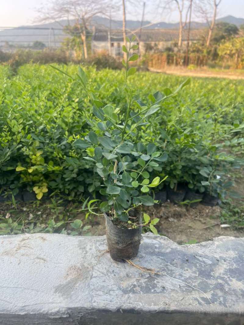 九里香各种规格，大量低价出售