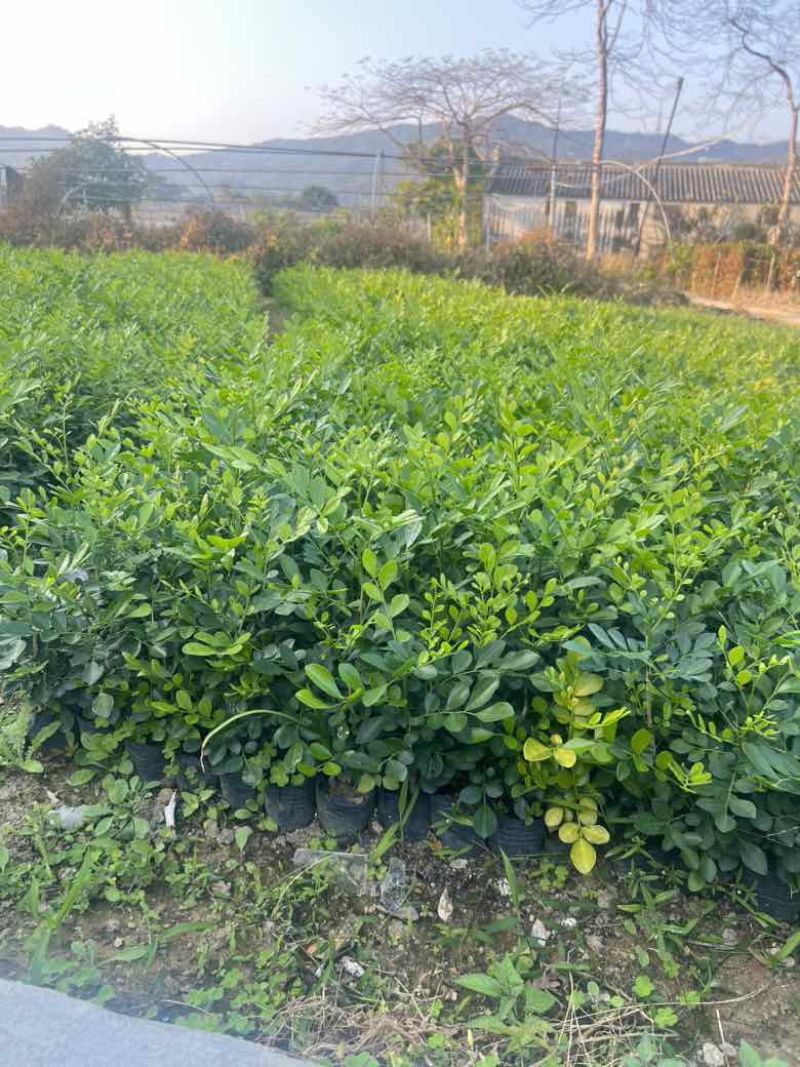 九里香各种规格，大量低价出售