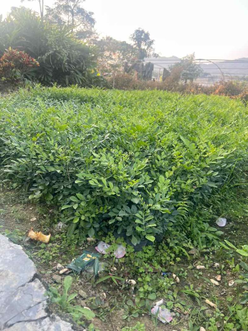 九里香各种规格，大量低价出售