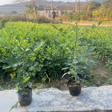 九里香各种规格，大量低价出售