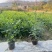 九里香各种规格，大量低价出售