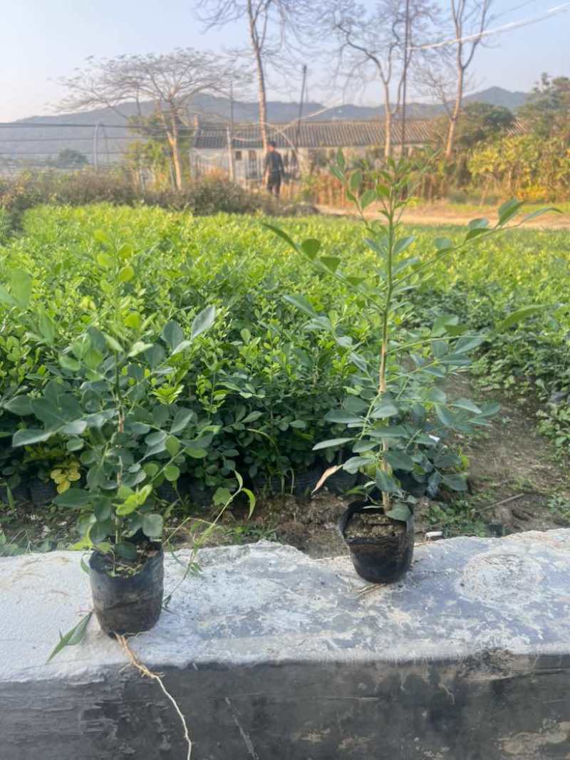 九里香各种规格，大量低价出售
