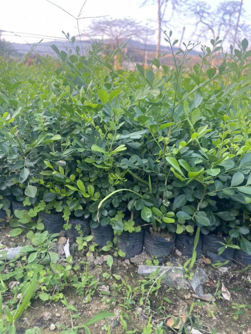 九里香各种规格，大量低价出售