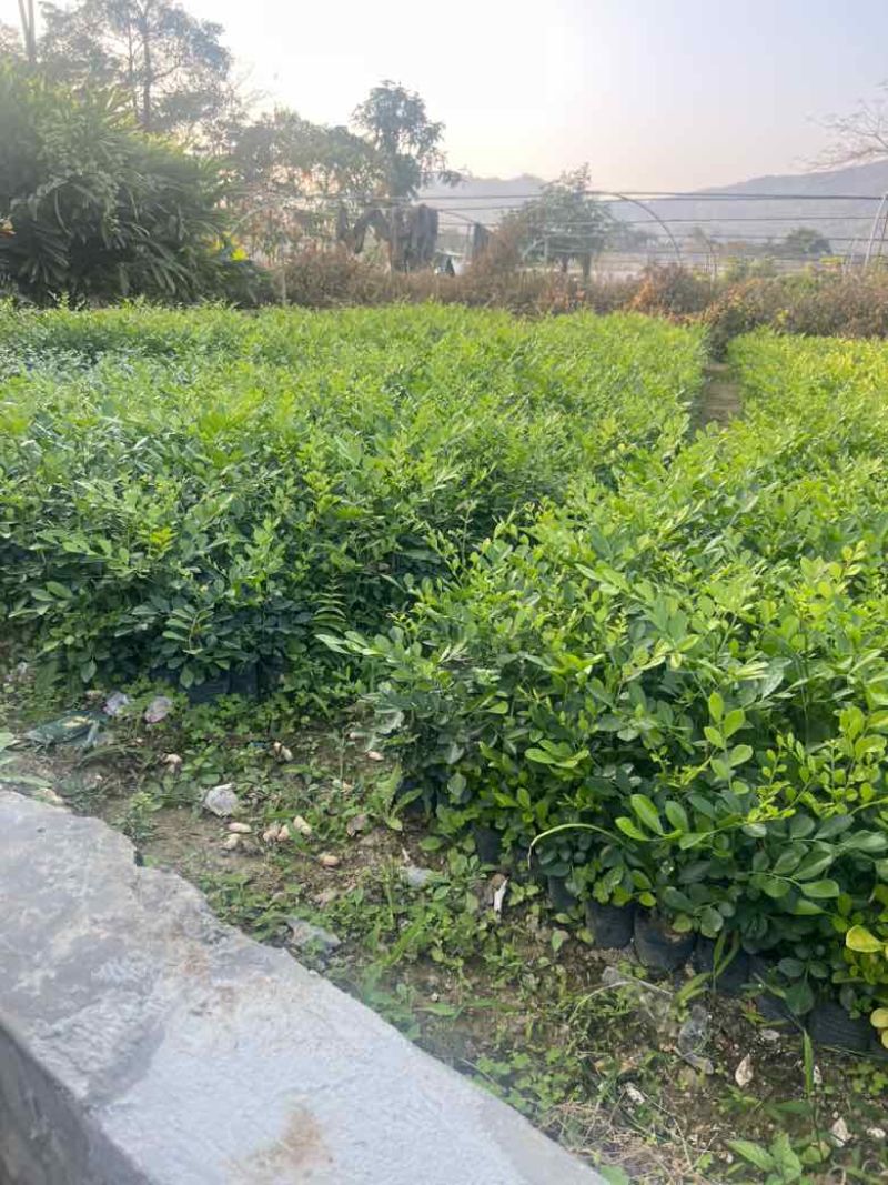 九里香各种规格，大量低价出售