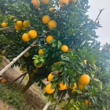 赣南脐橙