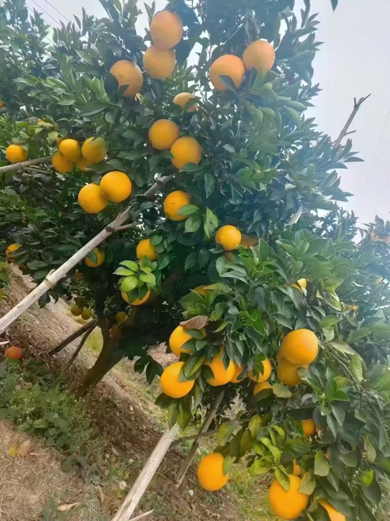赣南脐橙