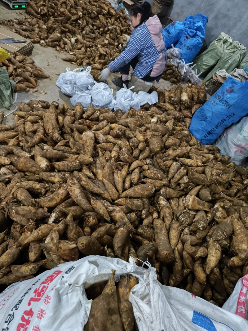 冬笋野生冬笋四川冬笋贵州冬笋江西冬笋可批发可电商代发