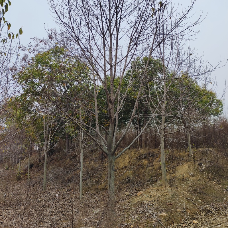 玉兰（4-7公分）