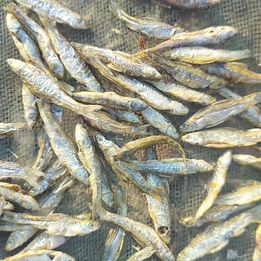 山东微山湖开肚烤小麦鱼品质好价格低产地直供