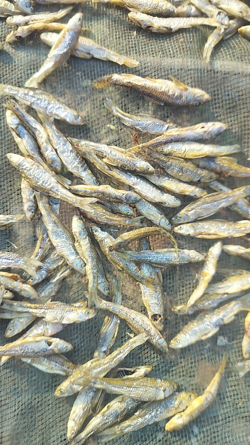 山东微山湖开肚烤小麦鱼品质好价格低产地直供