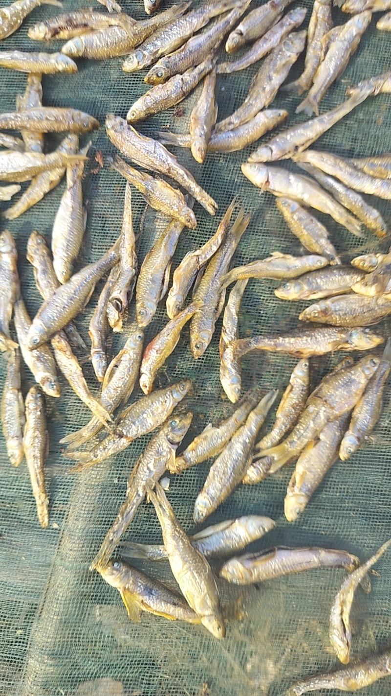 山东微山湖开肚烤小麦鱼品质好价格低产地直供