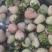 云南露天冬草莓