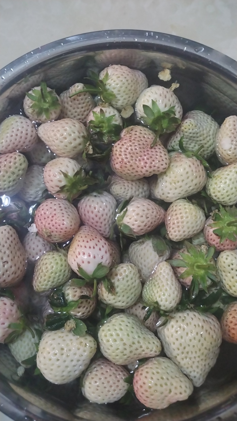 云南露天冬草莓