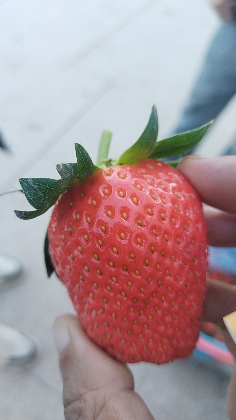 云南露天冬草莓