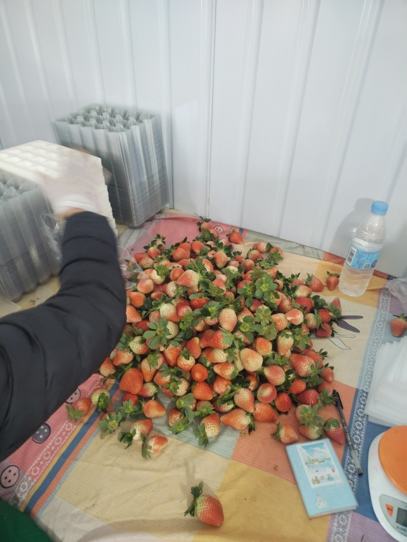 云南露天冬草莓