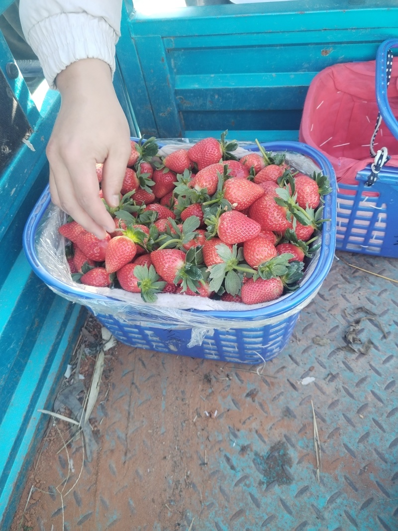 云南露天冬草莓