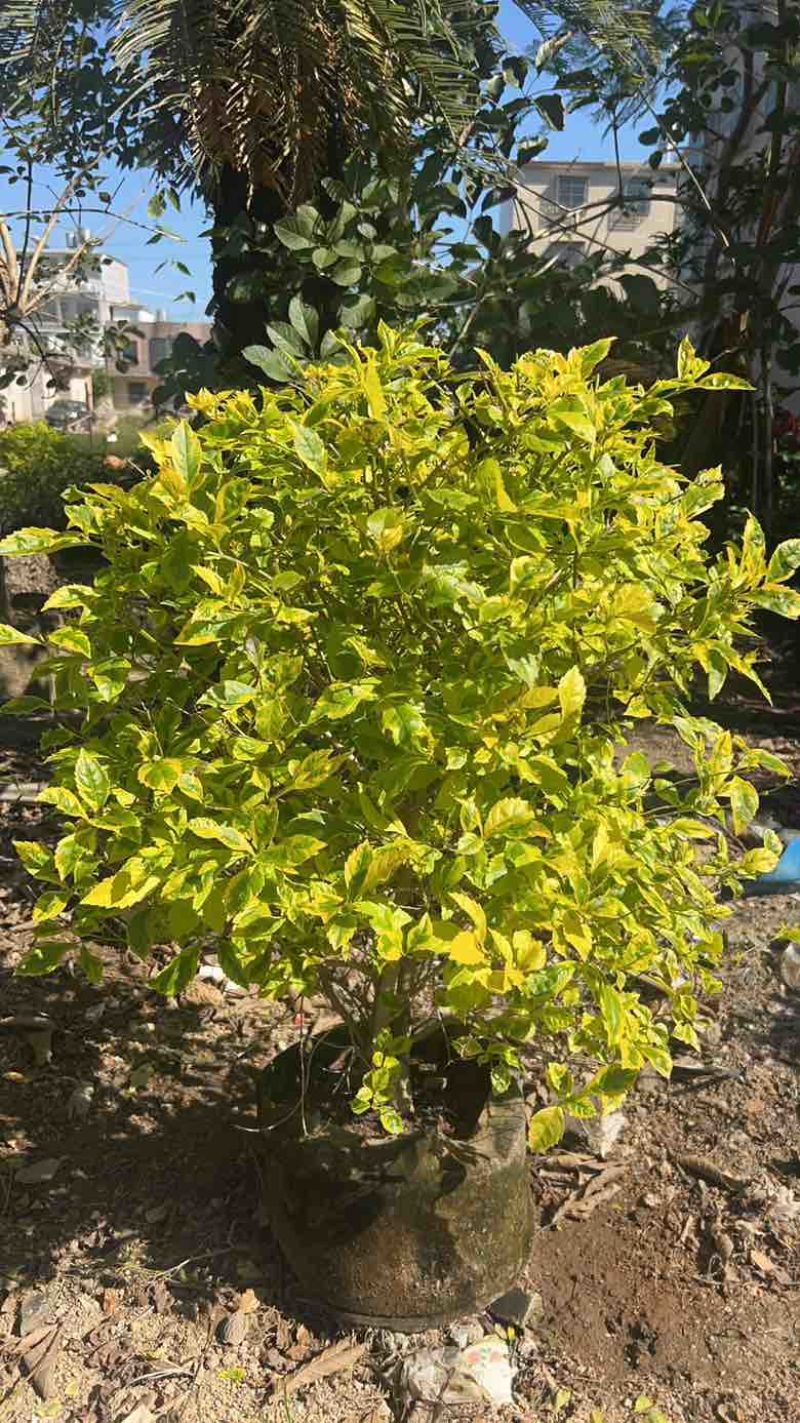 金叶连翘50-150，大量低价出售