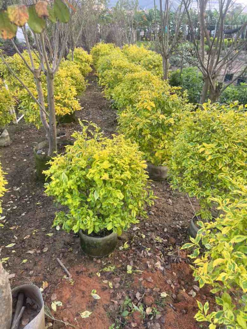 金叶连翘50-150，大量低价出售