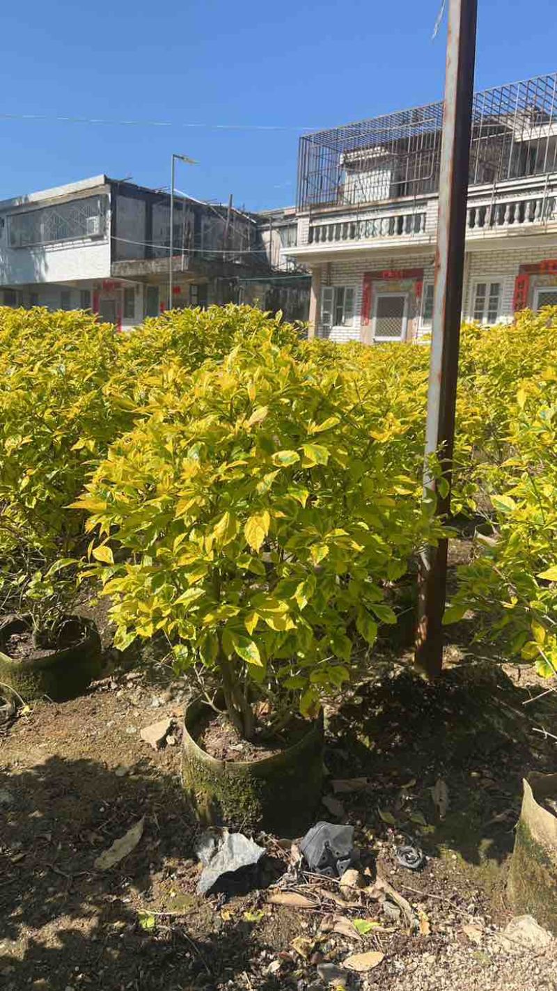 金叶连翘50-150，大量低价出售