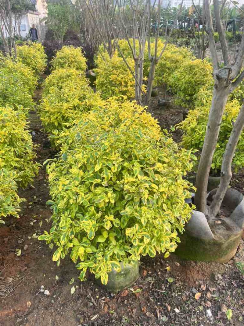 金叶连翘50-150，大量低价出售