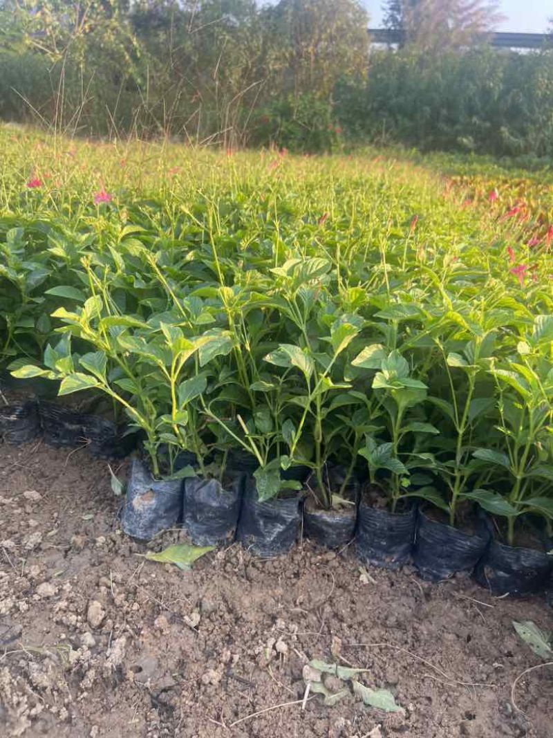 大花芦莉，大量低价出售