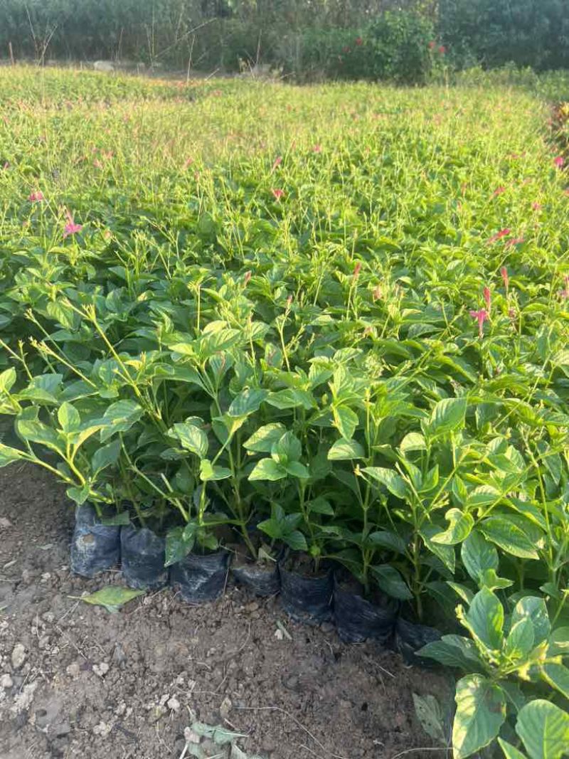 大花芦莉，大量低价出售